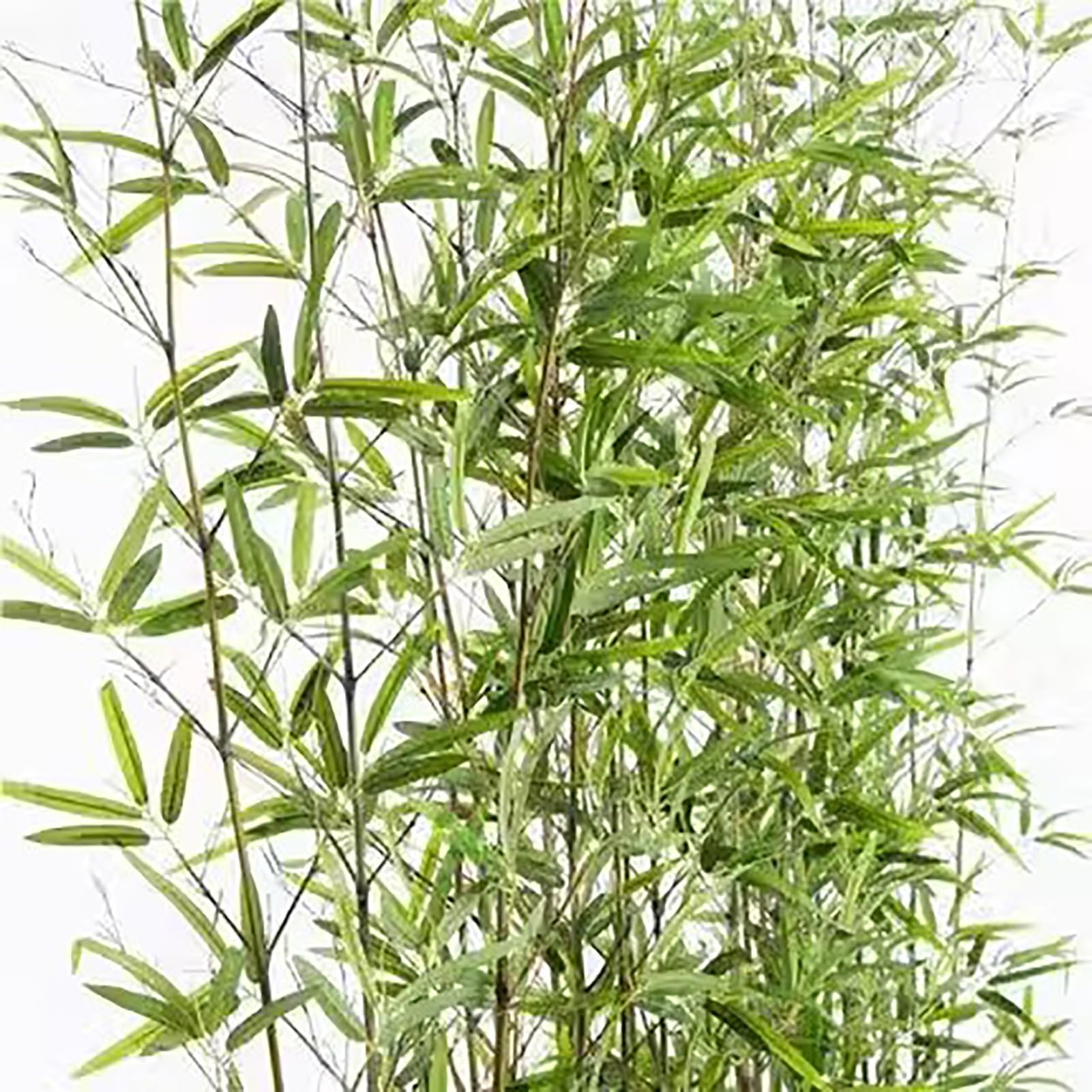 竹の葉 25～27cmの生の竹の葉